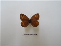 藏品(蛇目蝶科)的圖片